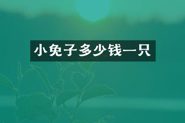 小免子多少钱一只
