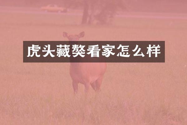 虎头藏獒看家怎么样