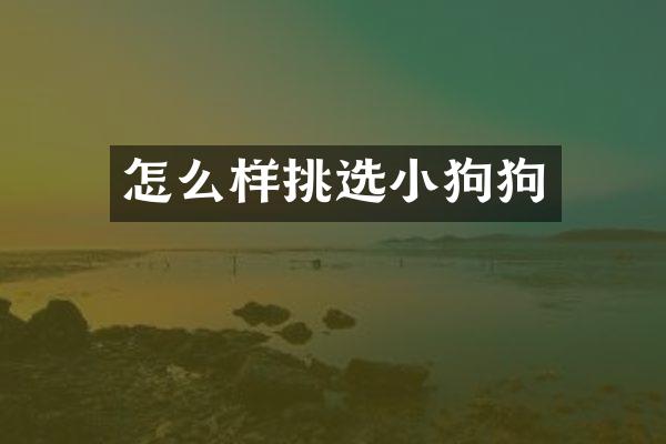 怎么样挑选小狗狗