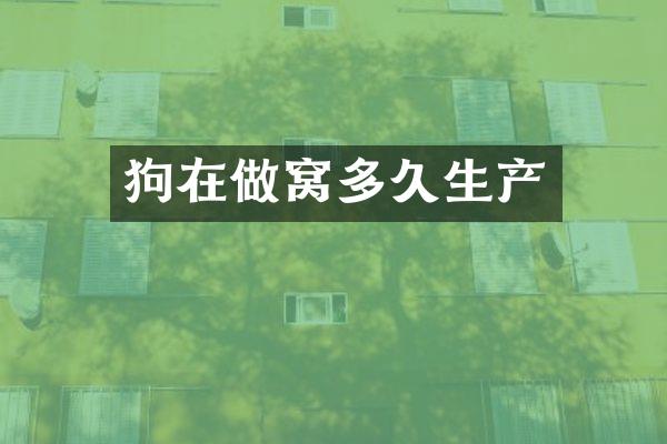 狗在做窝多久生产