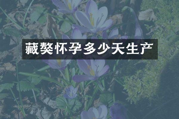 藏獒怀孕多少天生产