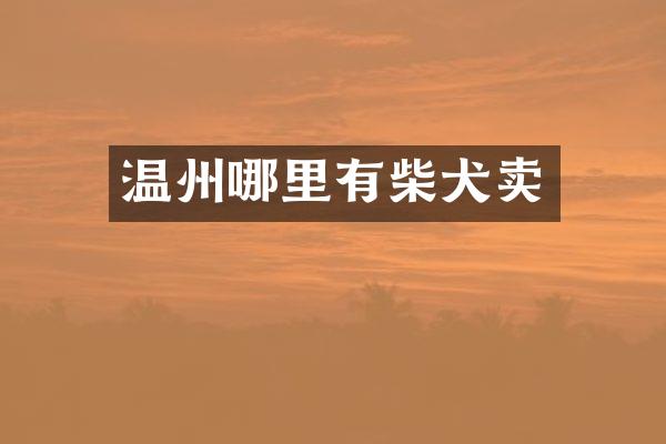 温州哪里有柴犬卖