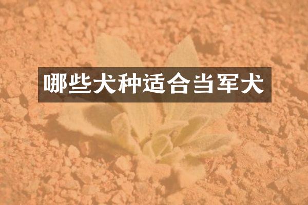 哪些犬种适合当军犬