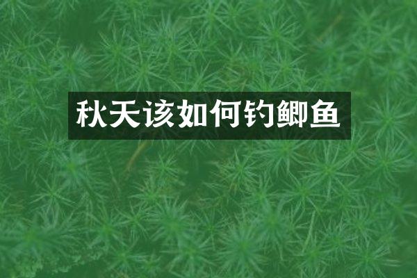 秋天该如何钓鲫鱼