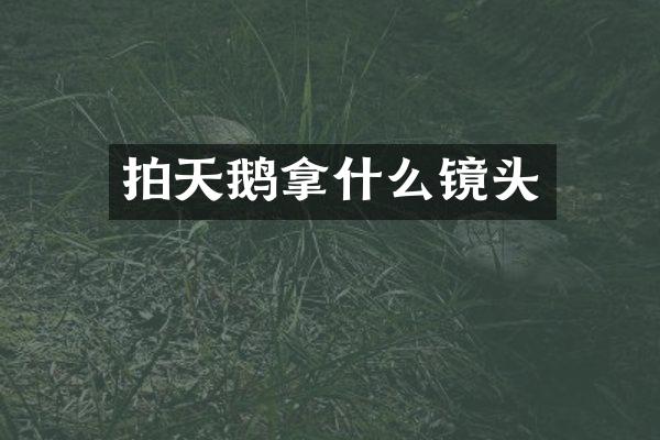 拍天鹅拿什么镜头