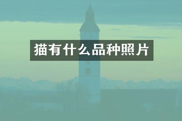 猫有什么品种照片
