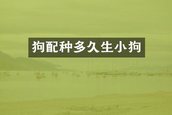 狗配种多久生小狗