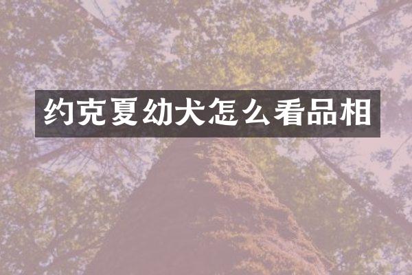 约克夏幼犬怎么看品相
