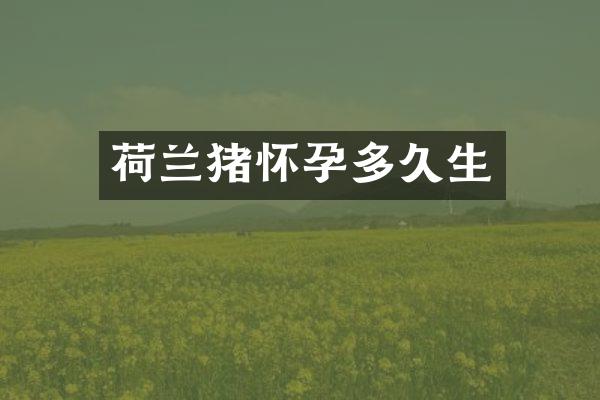 荷兰猪怀孕多久生