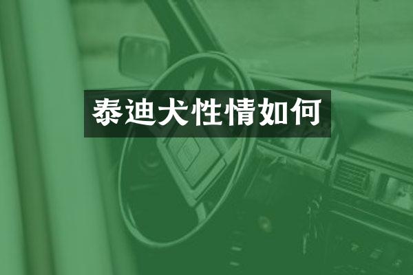 泰迪犬性情如何