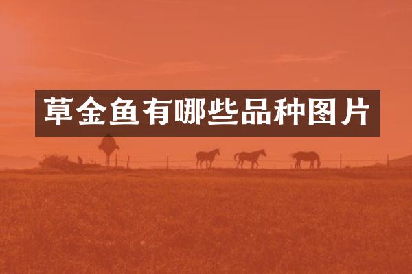 草金鱼有哪些品种图片