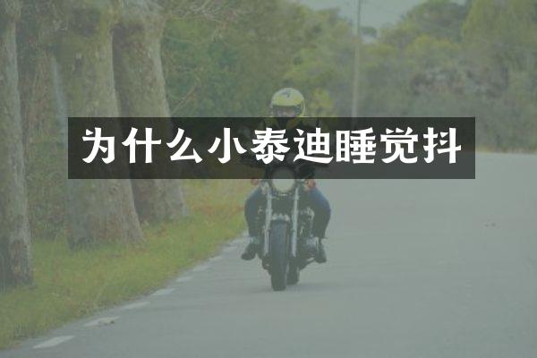 为什么小泰迪睡觉抖