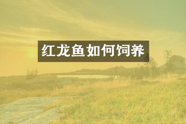 红龙鱼如何饲养