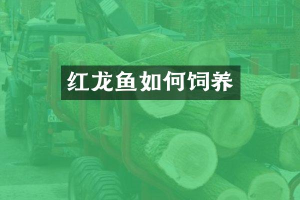 红龙鱼如何饲养