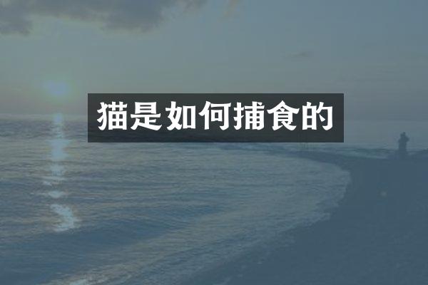 猫是如何捕食的