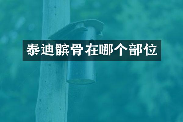 泰迪髌骨在哪个部位