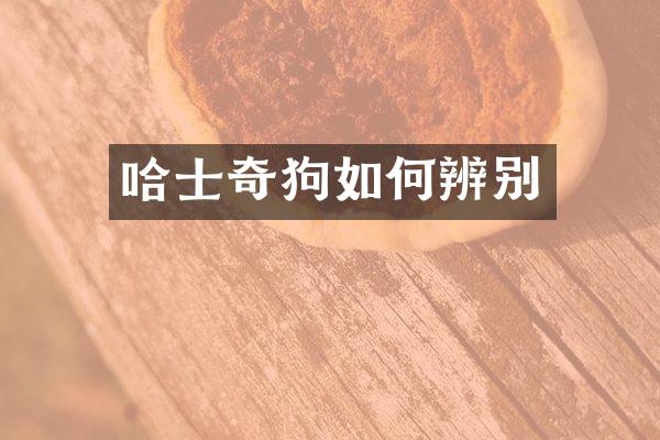 哈士奇狗如何辨别