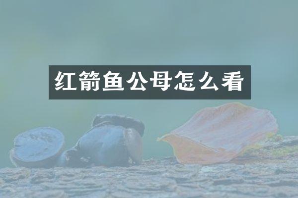 红箭鱼公母怎么看