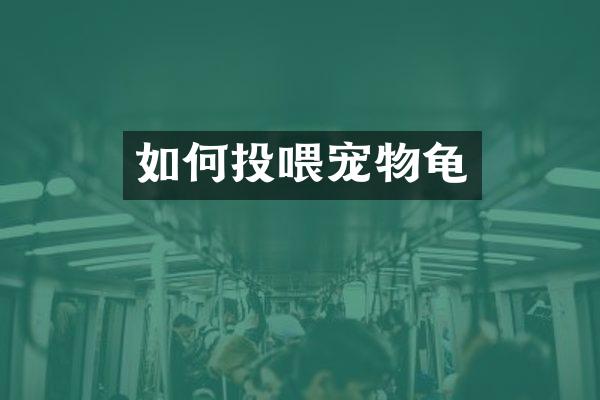 如何投喂宠物龟