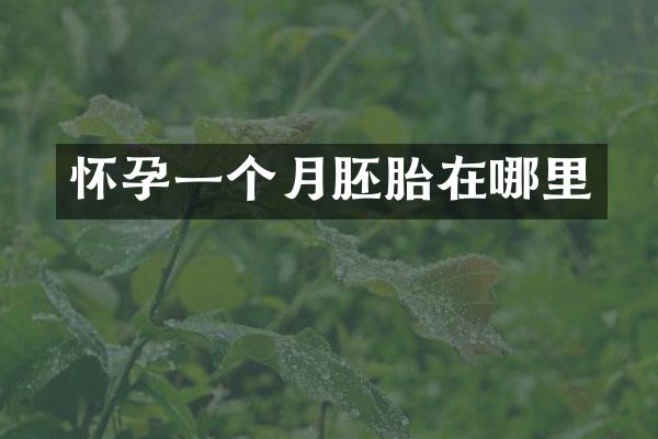 怀孕一个月胚胎在哪里