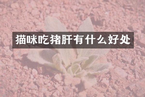 猫咪吃猪肝有什么好处