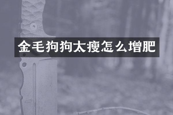 金毛狗狗太瘦怎么增肥
