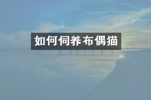 如何伺养布偶猫