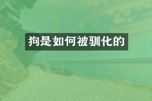 狗是如何被驯化的