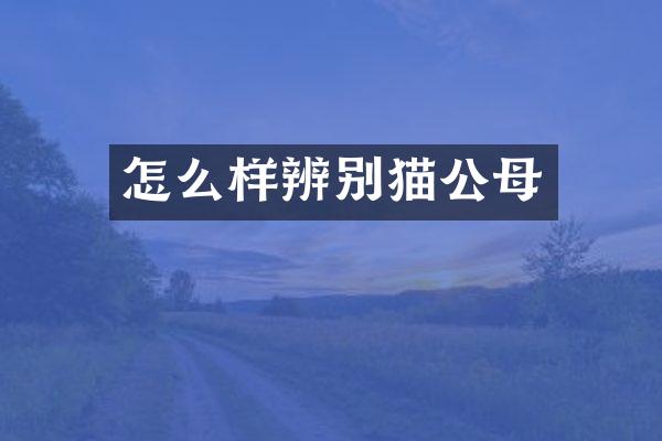 怎么样辨别猫公母