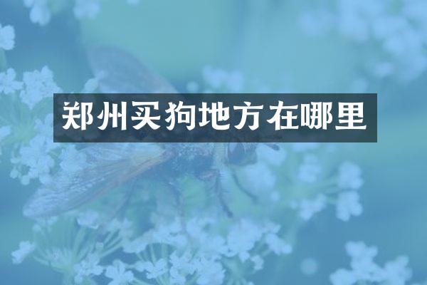 郑州买狗地方在哪里