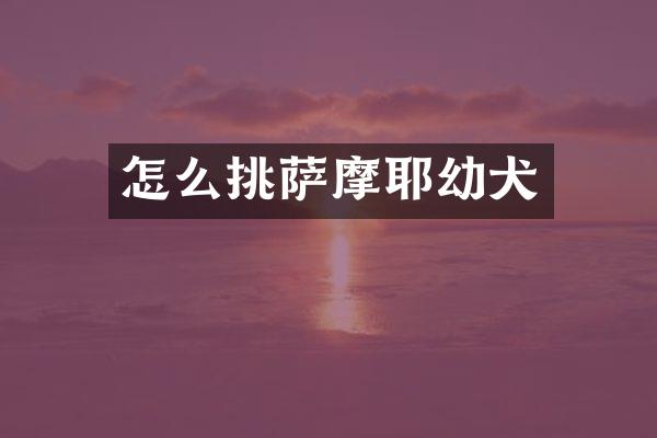 怎么挑萨摩耶幼犬