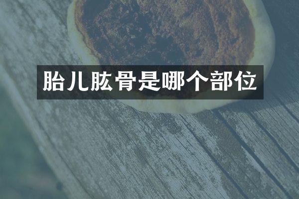 胎儿肱骨是哪个部位