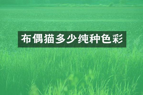 布偶猫多少纯种色彩