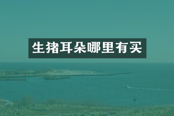 生猪耳朵哪里有买