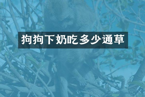 狗狗下奶吃多少通草
