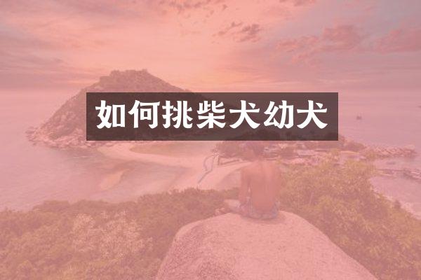 如何挑柴犬幼犬