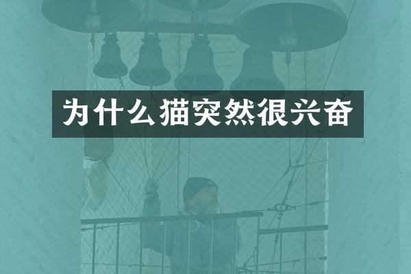 为什么猫突然很兴奋