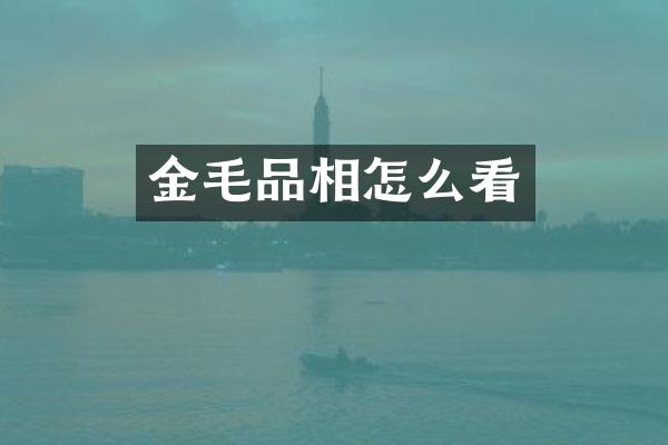 金毛品相怎么看