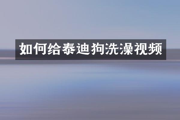 如何给泰迪狗洗澡视频