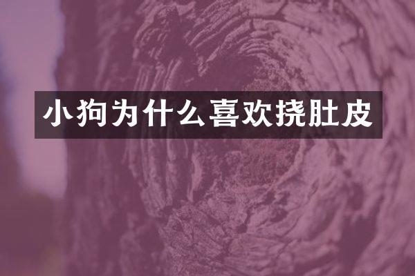 小狗为什么喜欢挠肚皮