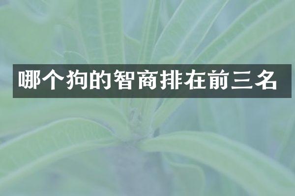 哪个狗的智商排在前三名