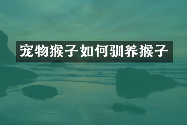 宠物猴子如何驯养猴子