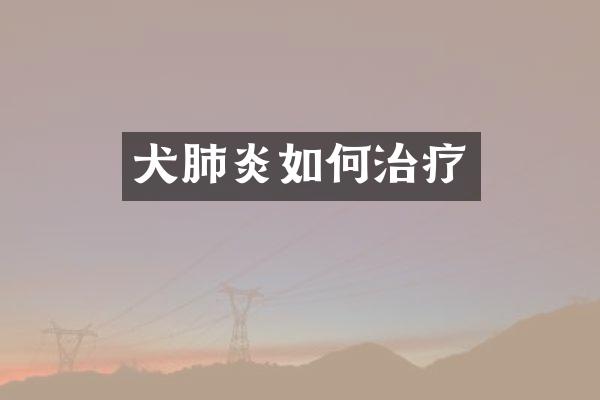 犬肺炎如何治疗