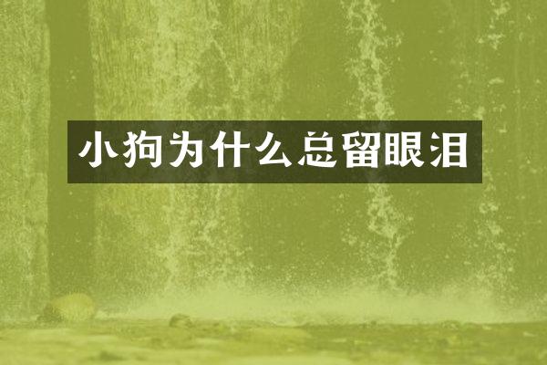 小狗为什么总留眼泪