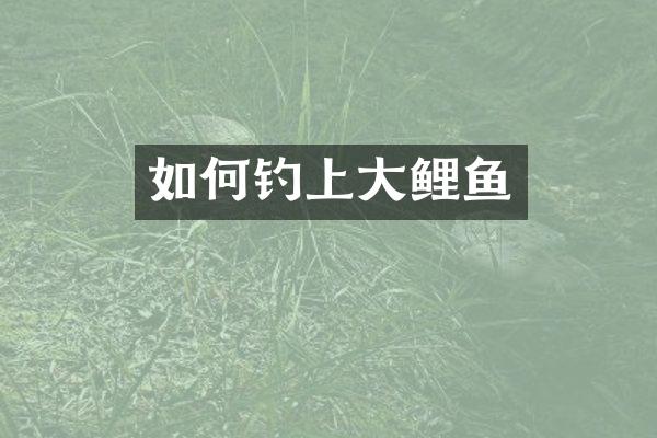 如何钓上大鲤鱼