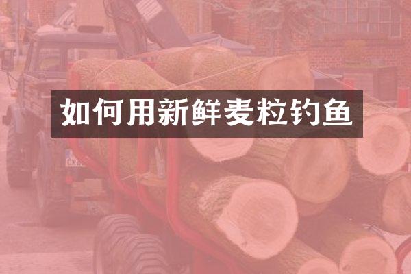 如何用新鲜麦粒钓鱼