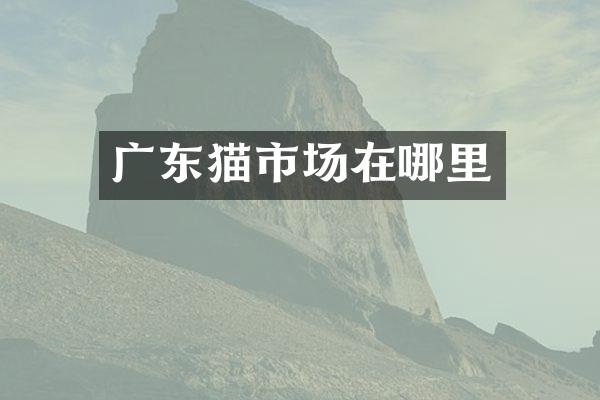 广东猫市场在哪里
