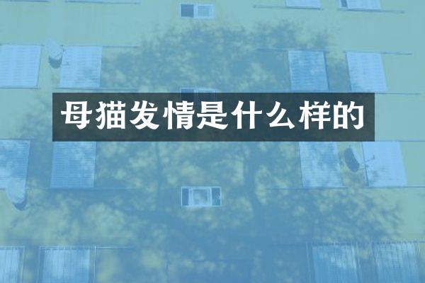 母猫发情是什么样的