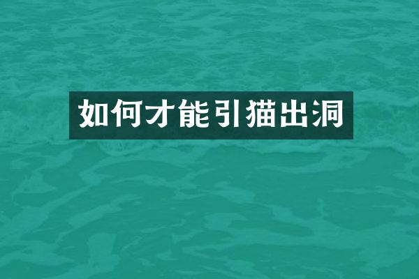 如何才能引猫出洞