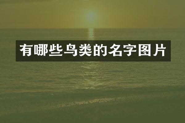 有哪些鸟类的名字图片